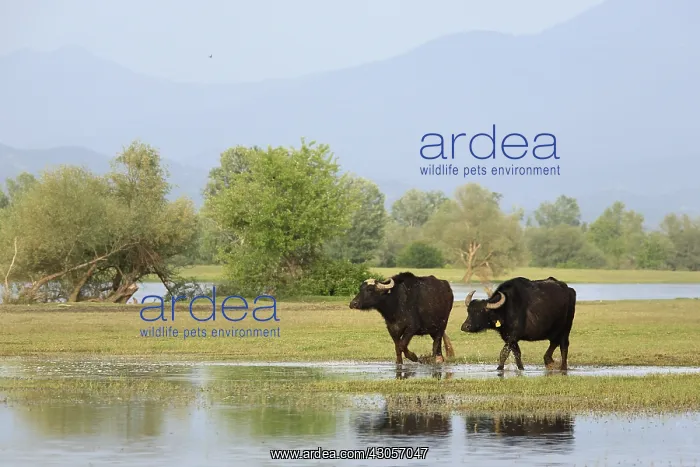 : Water buffaloes lakeside Kerkini Greece : Water buffaloes lakeside Kerkini Greece