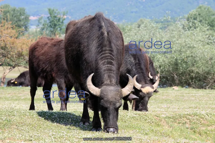 : Water Buffaloes on Strimonas riverbank Kerkini lake Greece : Water Buffaloes on Strimonas riverbank Kerkini lake Greece