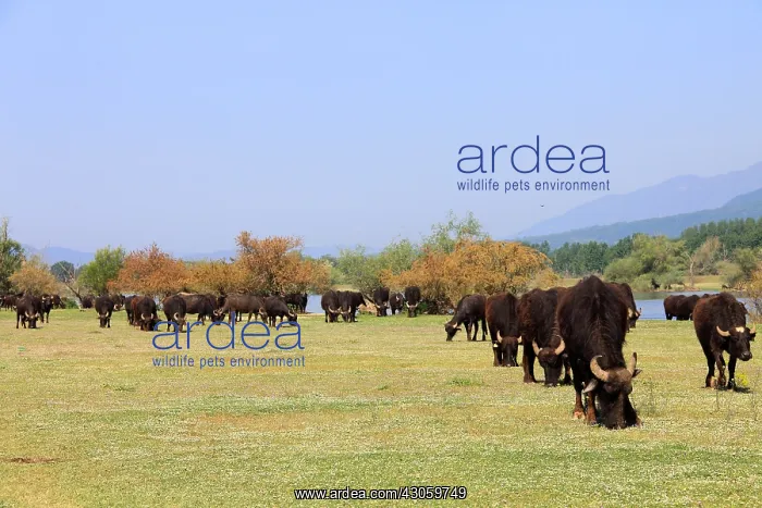 : Water Buffaloes on Strimonas riverbank Kerkini lake Greece : Water Buffaloes on Strimonas riverbank Kerkini lake Greece