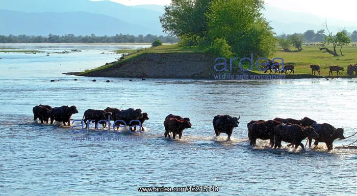 : Water buffaloes wading - Lake Kerkini Greece : Water buffaloes wading - Lake Kerkini Greece