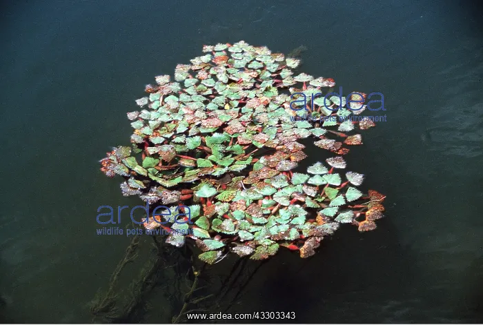 : WATER CHESTNUT : WATER CHESTNUT