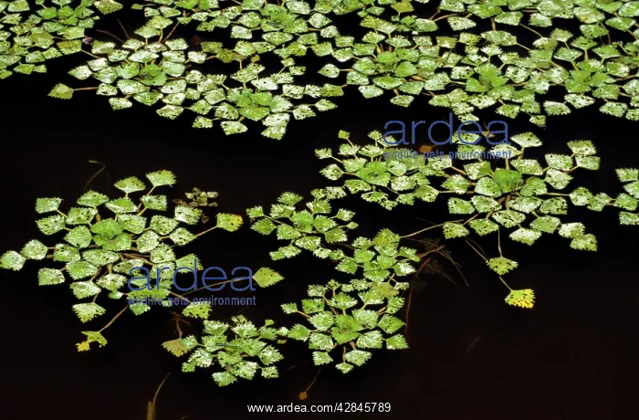 : Water chestnut on pond : Water chestnut on pond