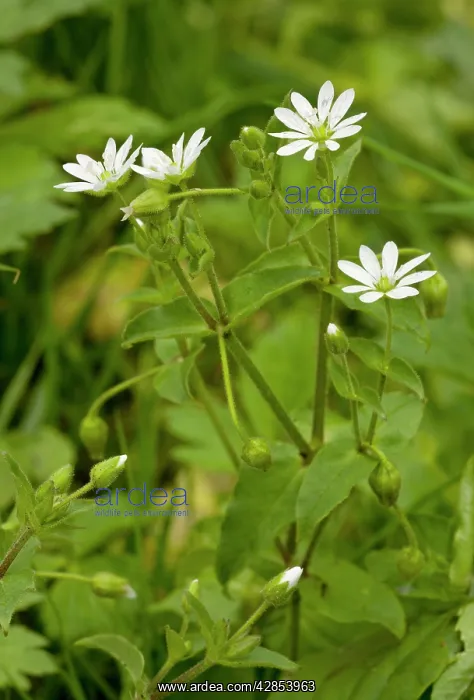  : Water Chickweed (Myosoton aquaticum = Stellaria)