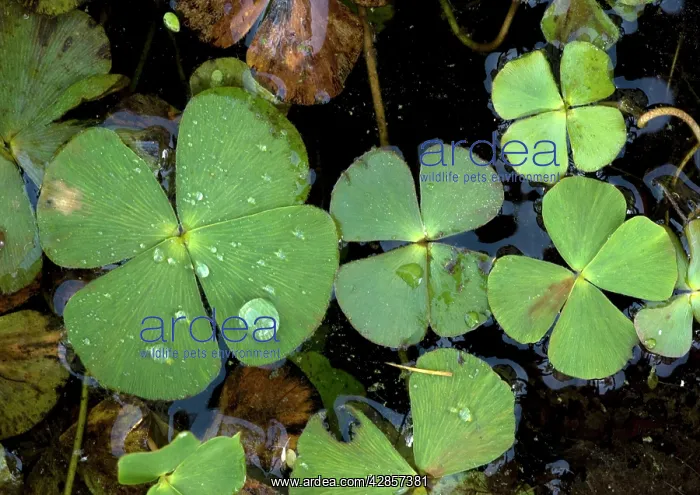 : Water clover - An aquatic fern with 4-lobed leaves : Water clover - An aquatic fern with 4-lobed leaves