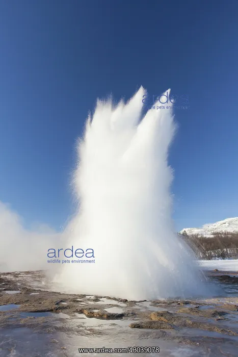 : Water column of Geyser Stokkur : Water column of Geyser Stokkur