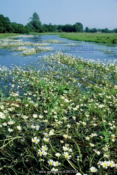 : Water Crowfoot : Water Crowfoot