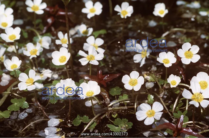  : WATER CROWFOOT - in flower