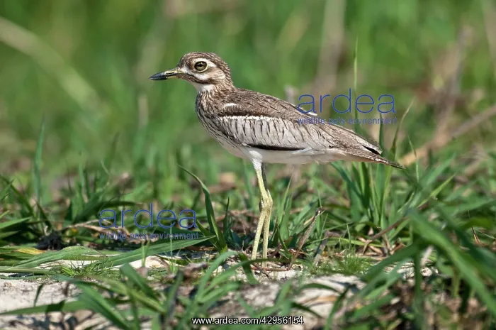 : Water Dikkop : Water Dikkop