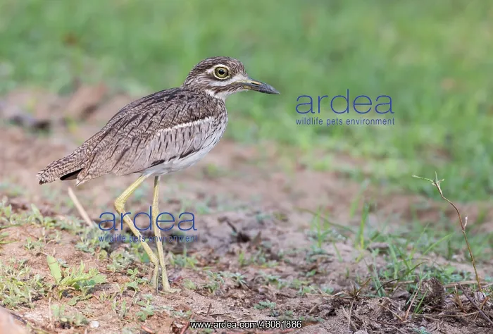 : Water Dikkop : Water Dikkop