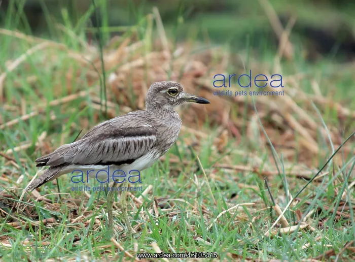 : Water Dikkop : Water Dikkop
