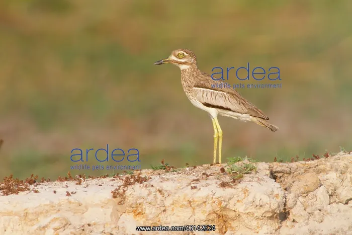 : Water Dikkop : Water Dikkop