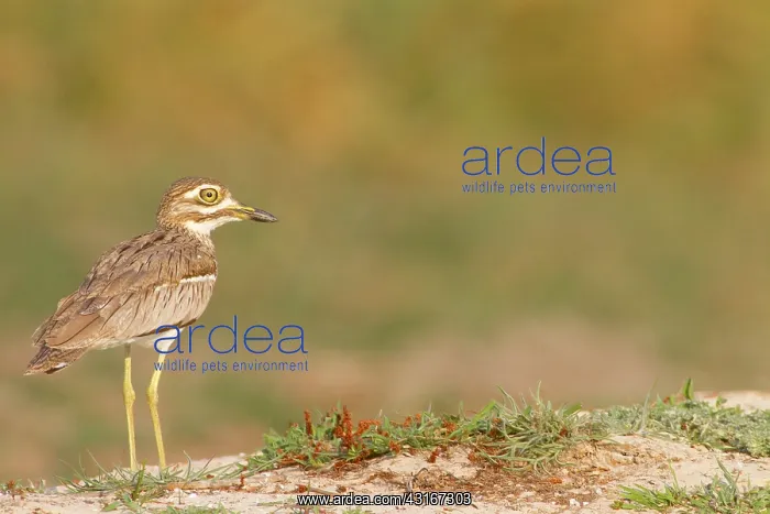 : Water Dikkop : Water Dikkop