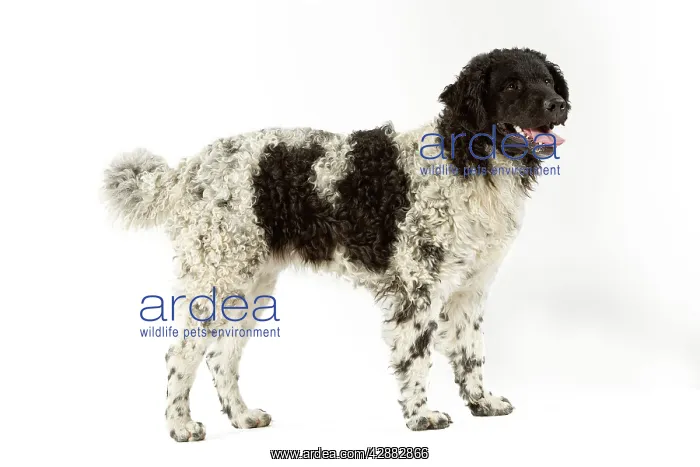 : Water Dog (chien d'eau frisson) : Water Dog (chien d'eau frisson)