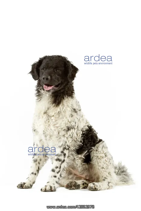 : Water Dog (chien d'eau frisson) : Water Dog (chien d'eau frisson)