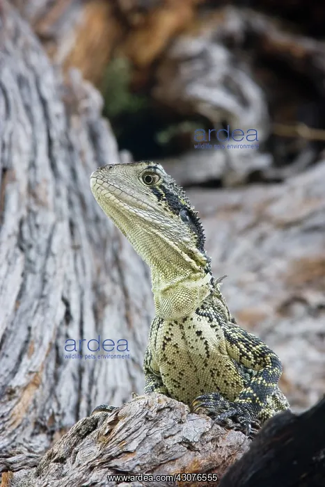 : Water dragon : Water dragon