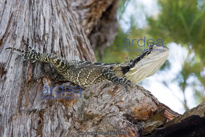 : Water dragon : Water dragon