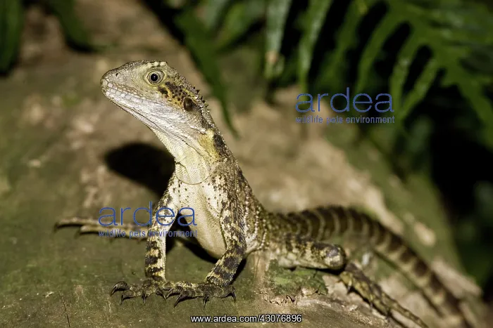 : Water dragon : Water dragon