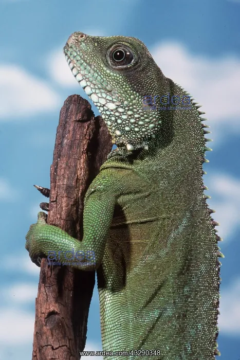 : WATER DRAGON : WATER DRAGON