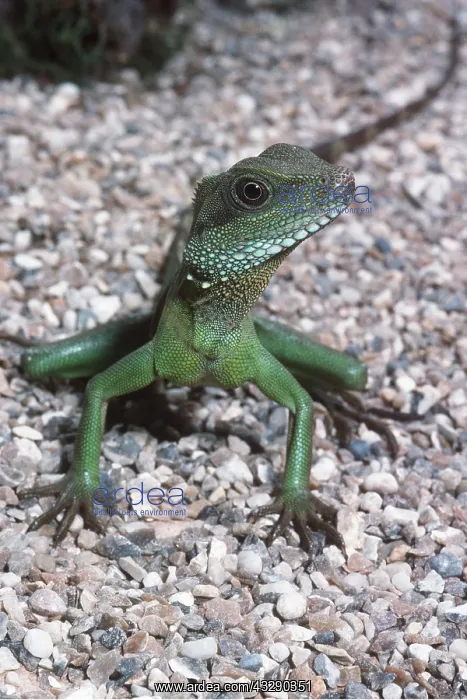 : WATER DRAGON : WATER DRAGON