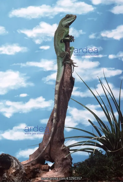 : WATER DRAGON : WATER DRAGON