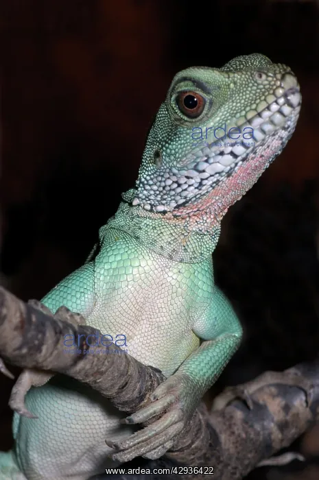: Water dragon, Australia : Water dragon, Australia