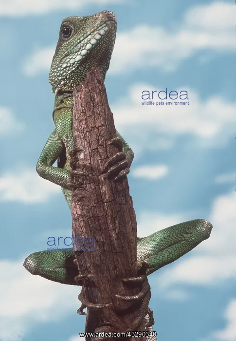 : WATER DRAGON - on branch : WATER DRAGON - on branch