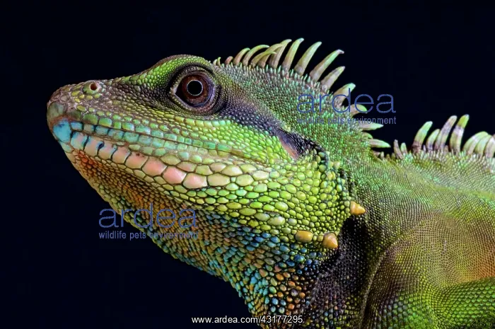 : Water dragon (Physignathus concincinus ), Vietnam : Water dragon (Physignathus concincinus ), Vietnam
