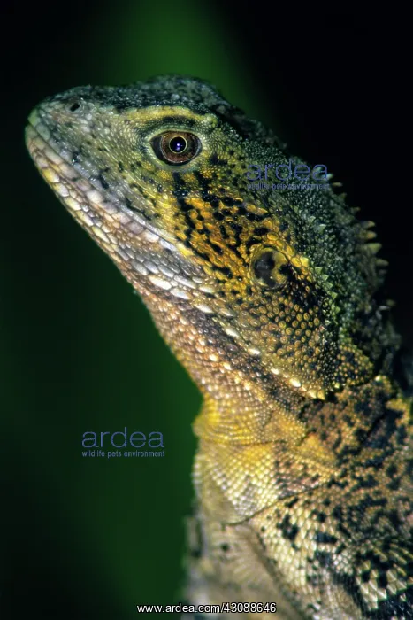 : Water Dragon (Physignathus lesueurii) : Water Dragon (Physignathus lesueurii)