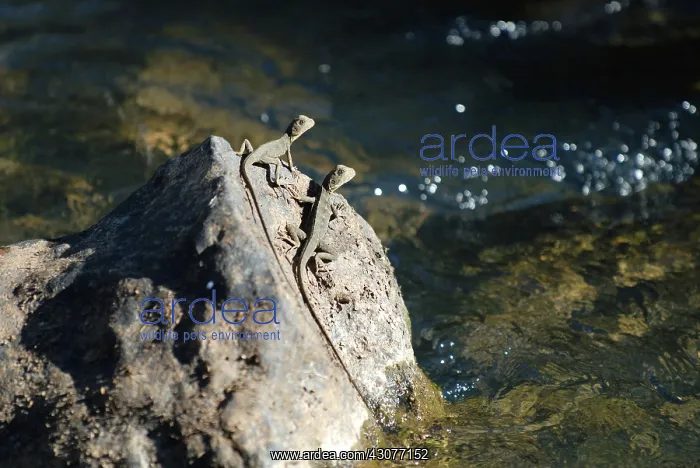 : Water Dragons : Water Dragons