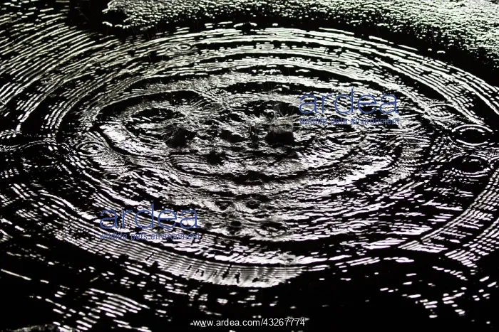 : Water dripping off roof of Kitum cave Mt. Elgon : Water dripping off roof of Kitum cave Mt. Elgon