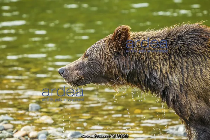 : Water dripping from the wet fur of a grizzly bear (Ursus arctos) that has just emerged from a river : Water dripping from the wet fur of a grizzly bear (Ursus arctos) that has just emerged from a river