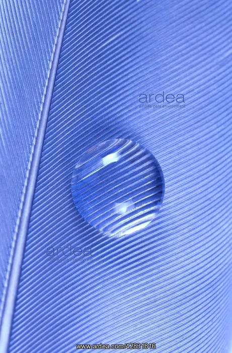  : Water drop on blue feather