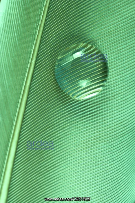  : Water drop on green feather