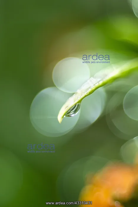 : Water drop on leaf - Norfolk UK : Water drop on leaf - Norfolk UK