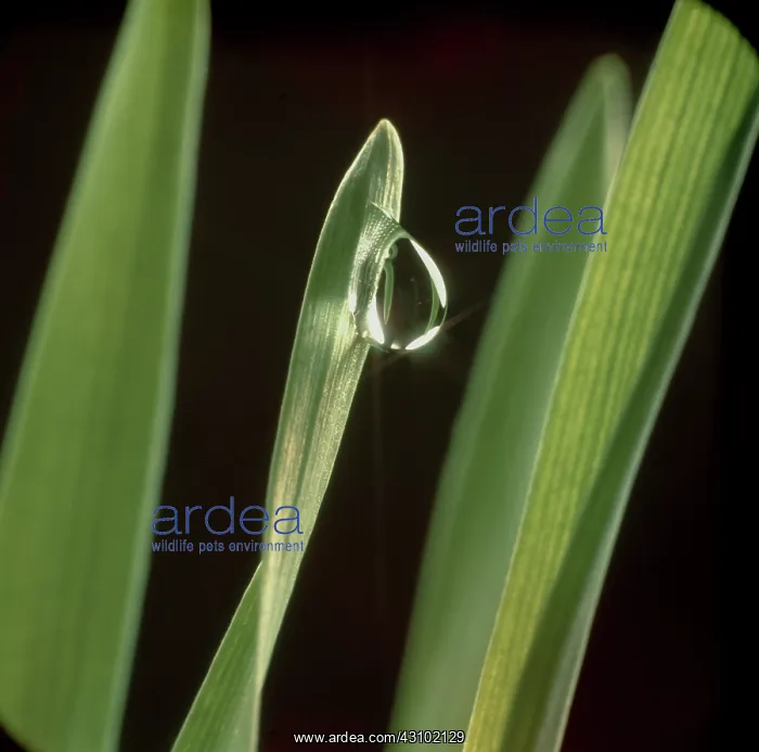 : Water droplet on a barley leaf : Water droplet on a barley leaf
