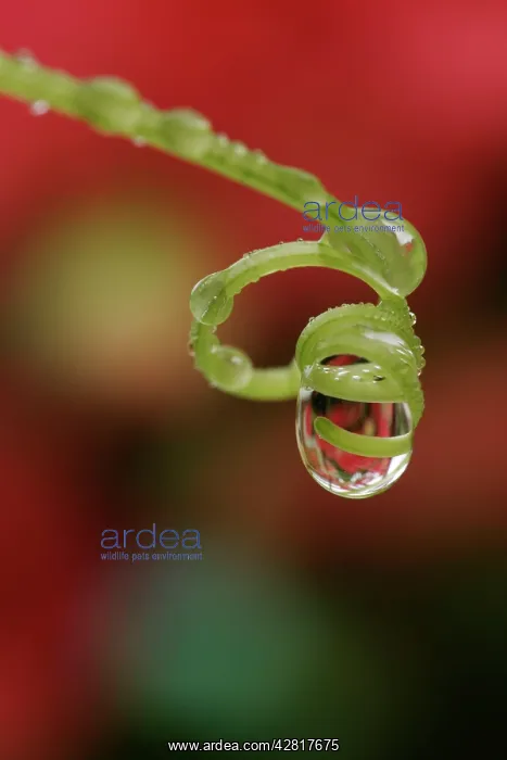  : Water droplet - On bryony tendrill
