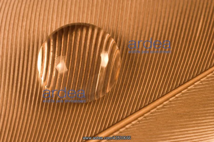  : Water Droplet on Feather