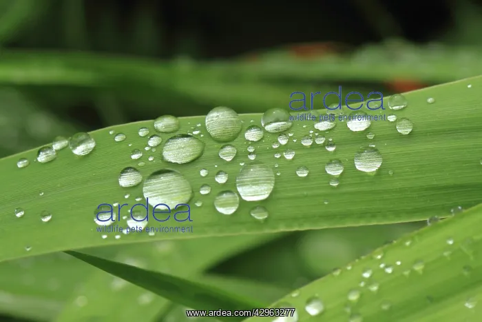  : Water Droplets