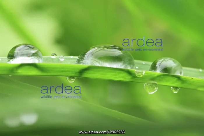  : Water Droplets