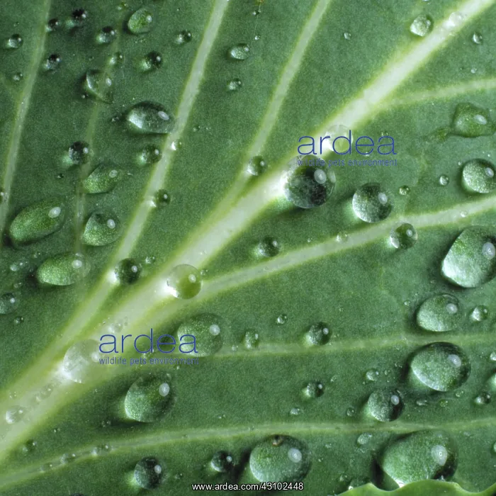 : Water droplets on a cabbage leaf : Water droplets on a cabbage leaf