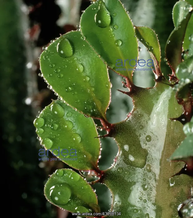 : Water droplets on Euphorbia : Water droplets on Euphorbia