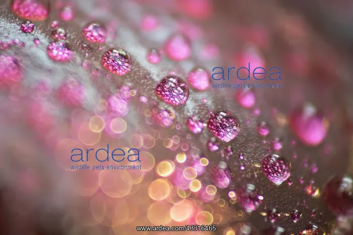 : Water drops on Aeonium leaf - Norfolk UK : Water drops on Aeonium leaf - Norfolk UK