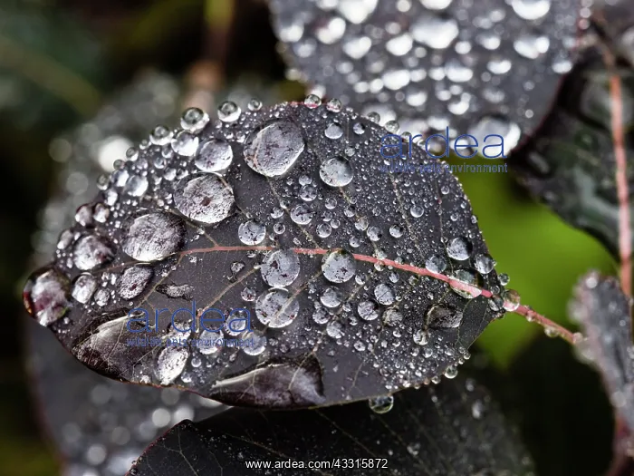: Water Drops - on leaves of Smoke Tree, Hessen, Germany : Water Drops - on leaves of Smoke Tree, Hessen, Germany