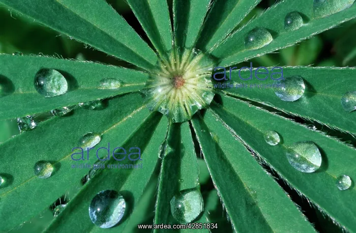 : WATER DROPS - on lupin leaf : WATER DROPS - on lupin leaf