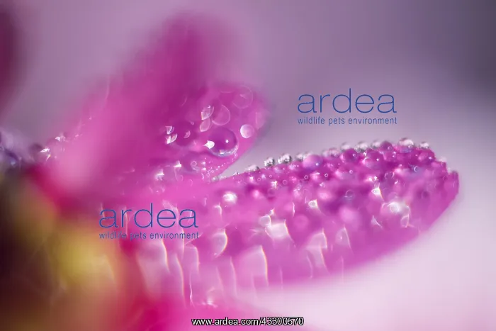 : Water drops on pink petals - Norfolk UK : Water drops on pink petals - Norfolk UK