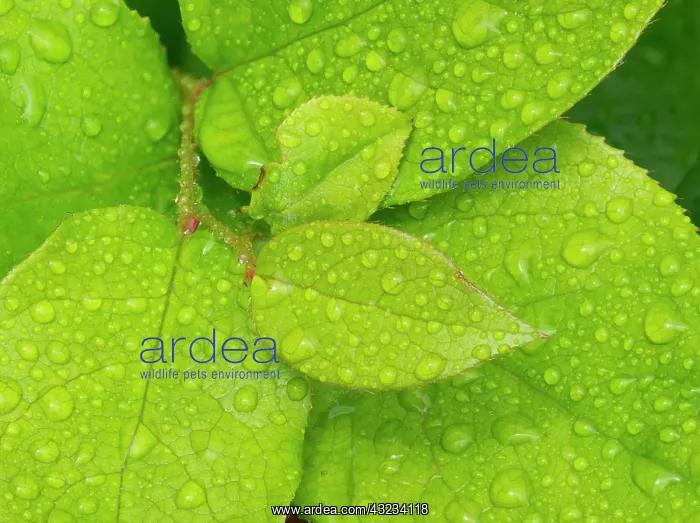 : Water drops on Salal leaves : Water drops on Salal leaves
