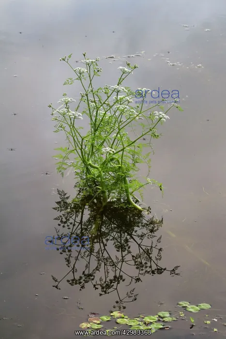 : Water Dropwort : Water Dropwort
