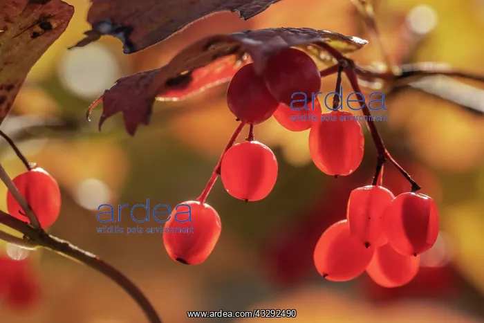  : water elder - red berries of a bush of water elder in autumn