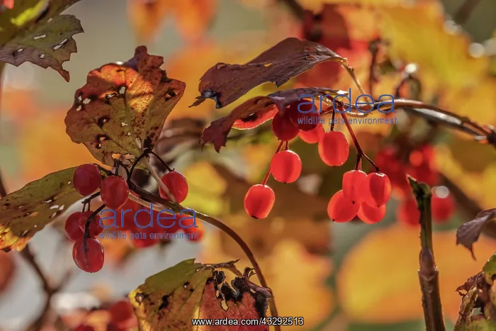 : water elder - red berries of a bush of water elder in autumn : water elder - red berries of a bush of water elder in autumn
