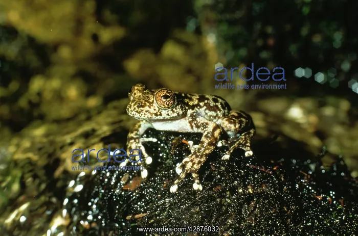 : Water Fall / Torrent Frog : Water Fall / Torrent Frog